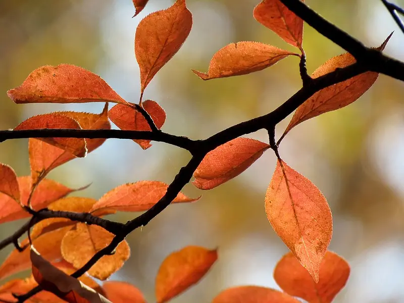 Orange-red blackgum leaves on a branch