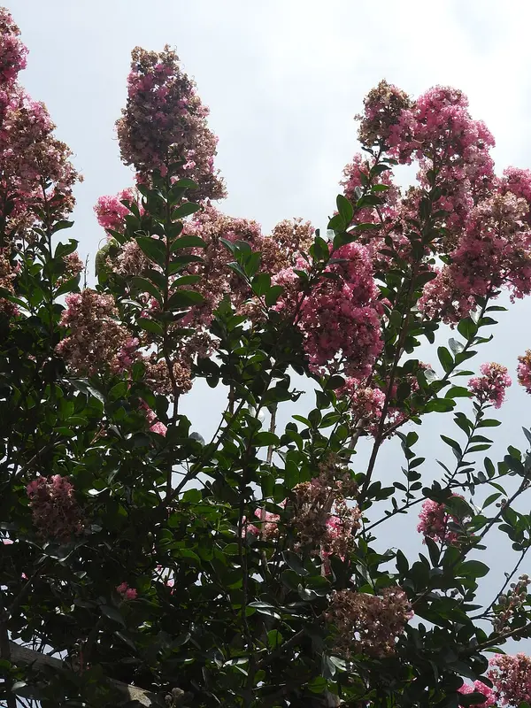 Pink crape myrtle flower clusters
