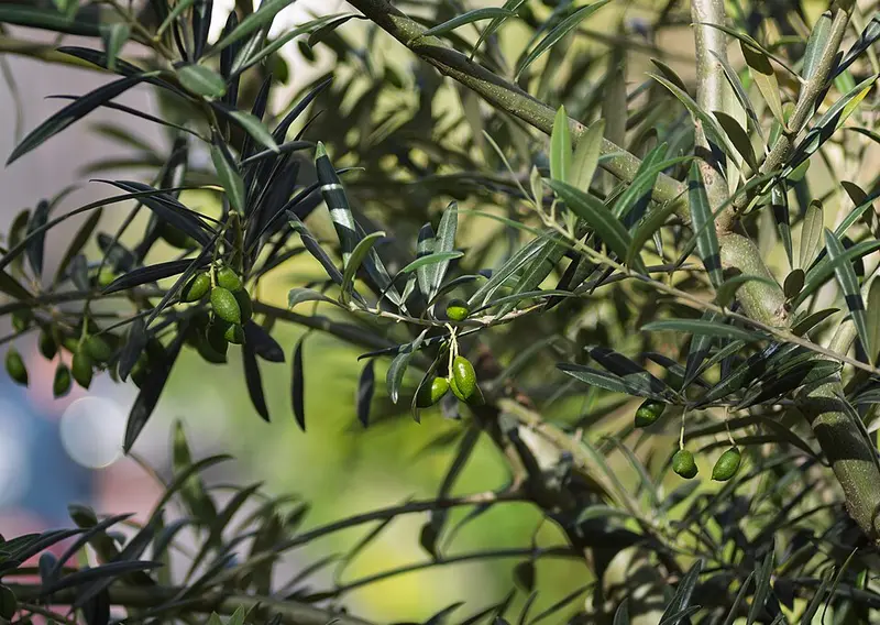 Olive branch with narrow silvery leaves and young olives
