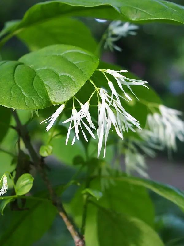 Fringe tree’s thin white petals hanging in clusters