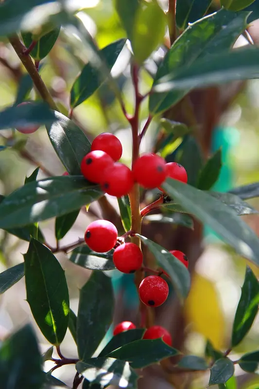 Red holly berries among glossy leaves