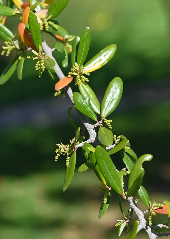 Live oak leaves and spring catkins