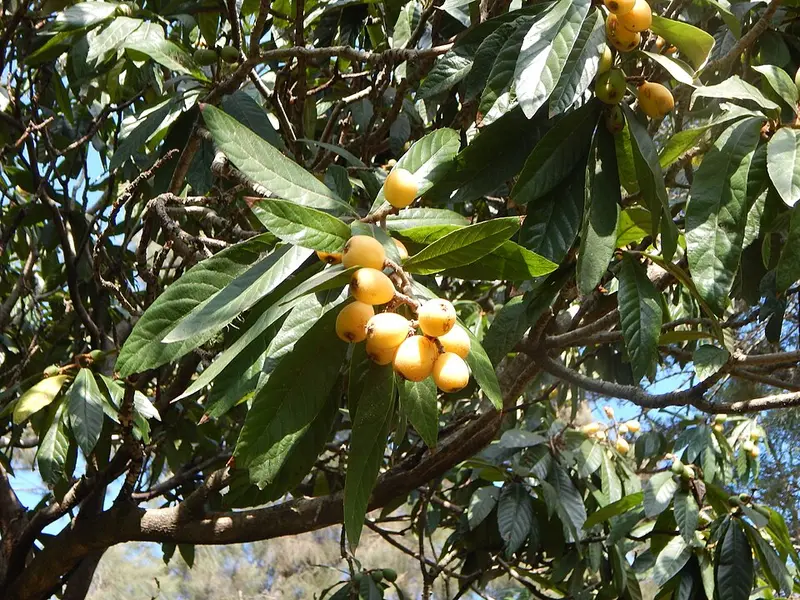 Clusters of orange loquat fruit among large leaves