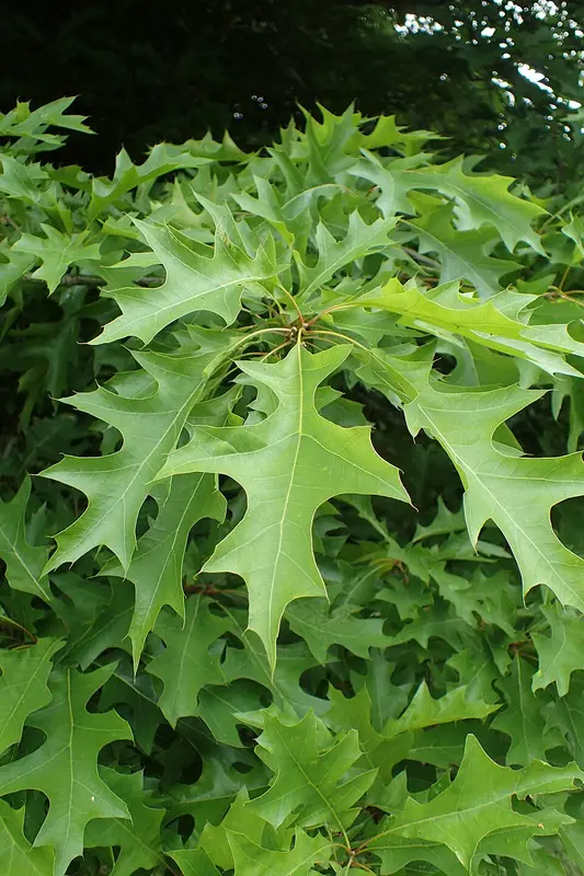 Deeply lobed Nuttall oak leaves