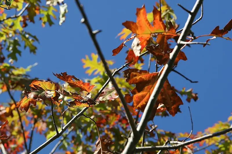 Shumard oak leaves turning red and orange in fall